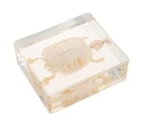 SUPVOX Spécimen de Tortue brésilienne : Tortue de Collection sous Acrylique - Os d’Animal pour Laboratoire de biologie, enseignement Scientifique et décoration intérieure.