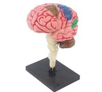SUQ Science Peut Modèle de Corps Humain pour Les Enfants, Modèle d'Anatomie du Cerveau Humain, Kit Amovible de Science du Corps Humain pour Les Enfants Garçons Filles âge 6+, Cerveau