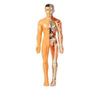 SUQ Science Peut Modèle de Corps Humain pour Les Enfants, Modèle d'Anatomie du Torse Humain, Kit Amovible de Science du Corps Humain pour Les Enfants Garçons Filles âge 6+, Squelette
