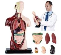 SUQ Science Peut Modèle de Corps Humain pour Les Enfants, Modèle d'Anatomie du Torse Humain, Kit Amovible de Science du Corps Humain pour Les Enfants Garçons Filles âge 6+, Moitié du Corps