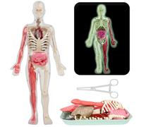 SUQ Science Peut Modèle de Corps Humain pour Les Enfants, Modèle d'Anatomie du Torse Humain, Kit Amovible de Science du Corps Humain pour Les Enfants Garçons Filles âge 6+, Bricolage Noctilucent