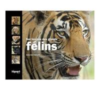 Sur les pas des grands félins