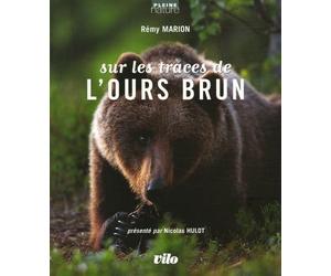 Sur les traces de l'ours brun