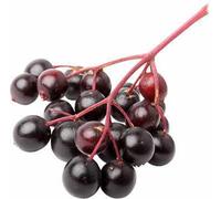 Sureau à gros fruits Korsor - Sambucus nigra 'Korsor' ca. 60 cm