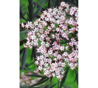 Sureau 'black lace' taille du pot - en pot de 3 litres