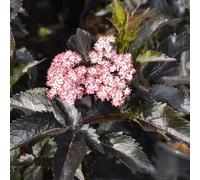 Sureau colonnaire 'Black Tower' env. 50 cm - Sambucus nigra 'Black Tower' - feuilles brillantes noir-rouge