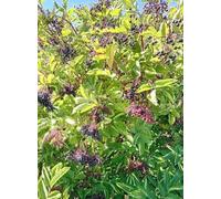 Sureau noir à gros fruits Sambucus Nigra Haschberg 40-60 cm pour élevage en plein air
