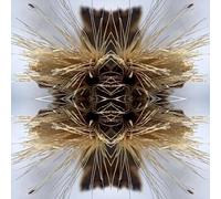 Sutra