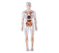 Suxdlan Modèle de Corps Humain pour Enfants, modèle d'anatomie 3D visualisé détachable, Jouets scientifiques d'éveil, cultive la curiosité, compétences Pratiques, entièrement Transparent