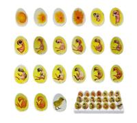 SUZLAZYR Coffret d'exploration du Cycle de Vie du Poussin - Modèle de Croissance d'embryon de Poussin (21 pièces), Processus d'éclosion des œufs, Jouets pour Enfants sur Le thème des Poules
