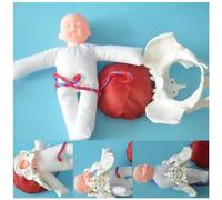 SUZLAZYR Modèle de Bassin de démonstration d'accouchement - Modèle d'accouchement du Bassin féminin avec bébé, Cordon ombilical, Placenta, Modèle d'anatomie d'enseignement de gynécologie