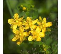 SVI Paquet de 500 graines, Graines Millepertuis Herb (Hypericum perforatum)