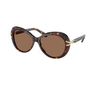 Swarovski Femme SK6026 100273 Lunettes de soleil Acétate Tortue Marron Papillon Normale