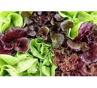 Sweet Mesclun mélange de variétés de salades de feuilles - graines