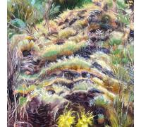 Swim Surreal - in The Half Light [Import]