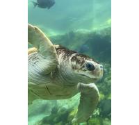 Swim with the Tides: Sea Turtle Notebook - 100 Lined Pages for Journaling, Notes, and Ocean-Inspired Dreams (6 x 9 inch)
