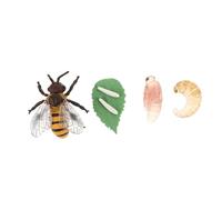SWOOMEY Modèle Éducatif de Cycle de Vie des Abeilles de Figurines Cognitives pour Garçons et Filles Apprentissage Simulation Abeille Réaliste pour Éducation Développement de Imagination