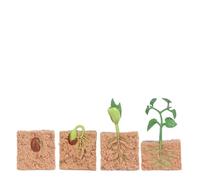 Sxhlseller Kit de Modèle de Cycle de Vie des Plantes |Ensemble de Figurines de Croissance de Haricots pour Enfants, Jouet Scientifique en Biologie, Aide Pédagogique (Usine)