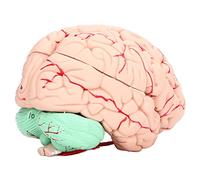Sxhlseller Modèle de Cerveau Humain Détachable, Réplique Anatomique pour | Figurine d\'orgue de neurosciences, démonstration en laboratoire en classe, lobes à code couleur, plastique PVC durable