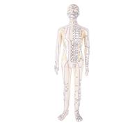 Sxhlseller Modèle de Point d'Acupuncture Humain, Modèle de Corps d'Acupuncture de 20,5 Pouces avec Bras Rotatifs et Base Stable pour Enseigner la Démonstration de Formation en Acupuncture aux (Mâle)
