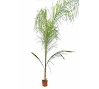 Syagrus romanzoffiana 15 l 200-250 cm