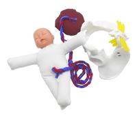 Syglawnd Simulateur de Naissance d'enfant, modèle de Bassin féminin Humain, Mini Bassin féminin d'accouchement, pour l'enseignement