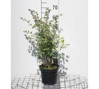 Symphoricarpos d. 'Mother of Pearl' - Mûrier des neiges 50- 60 cm - conteneur