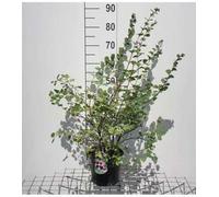 Symphoricarpos d. 'White Hedge' - Mûrier des neiges 50- 60 cm - Conteneur