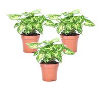Syngonium pixie - 3