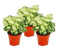 Syngonium Pixie, set de 3, sachet violet