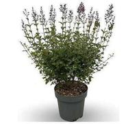 Syringa bloomerang 'Dark Purple'® - Lilas 60- 80 cm - conteneur