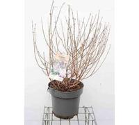 Syringa meyeri 'Palibin' - Lilas odorant nain Palibin 50- 60 cm - conteneur