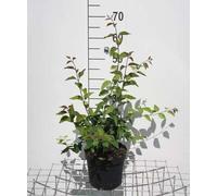 Syringa microphylla 'Superba' - Lilas 40- 50 cm - Conteneur