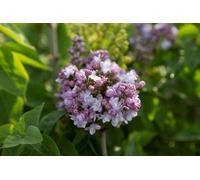 Syringa vulg. 'And. An Ludwig Späth' - Lilas 60- 70 cm - Conteneur