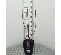 Syringa vulg. 'Belle de Nancy' - Lilas 50- 60 cm - conteneur