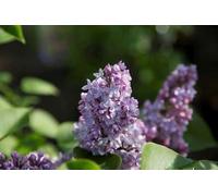 Syringa vulg. 'Paul Thirion' - Lilas 60- 70 cm - conteneur
