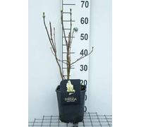 Syringa vulg. 'Primrose' ('sterntaler/y. wonder') - Lilas 50- 60 cm - conteneur