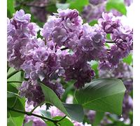 Syringa Vulgaris 'Michel Buchner'- Lilas commun 'Michel Buchner' 40-60 cm en conteneur