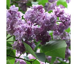 Syringa Vulgaris 'Michel Buchner'- Lilas commun 'Michel Buchner' 40-60 cm en conteneur