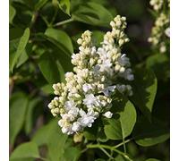 Syringa Vulgaris 'Mme Lemoine'- Lilas commun 'Mme Lemoine' 40-60 cm en conteneur