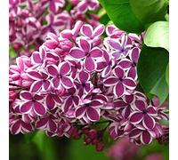 Syringa Vulgaris 'Sensation'- Lilas commun 'Sensation' 40-60 cm en conteneur