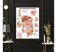 Système digestif Anatomie et physiologie Affiches Système du corps humain Art mural Bureau de l'hôpital Éducation médicale humaine Peintures murales Docteur clinique Decoration I29094