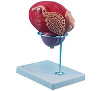 Système génito-urinaire anatomique pour l'enseignement et la communication médecin-patient, grossissement 3 fois