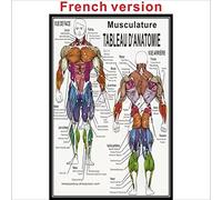 Système Musculaire 1pc Poster Anatomique Anatomie Anatomie Tableau Anatomique Corps Humain Educational for l'anatomie Humaine Affiche (Couleur : Q1296, Taille : 40x60cm no Frame)