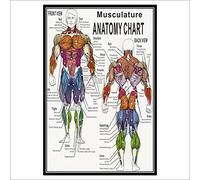 Système Musculaire 1pc Poster Anatomique Anatomie Anatomie Tableau Anatomique Corps Humain Educational for l'anatomie Humaine Affiche (Couleur : English Edition, Size (inch) : 80x120cm No Frame)