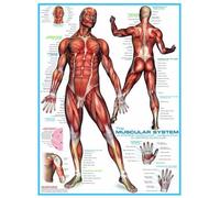 Système Musculaire - Puzzle 1000 Pièces