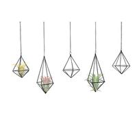 SZRUIZFZ Tillandsia - Lot de 5 Supports pour Plantes aériennes à Suspendre - Noir - pour décoration Murale - pour décoration d'intérieur