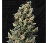 T.H.Seeds™ Graines De Cannabis Age™, Pack Varié, Féminisées 2 Pièces