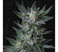 T.H.Seeds™ Graines De Cannabis Auto Bubblegum, Pack Varié, Féminisées 2 Pièces