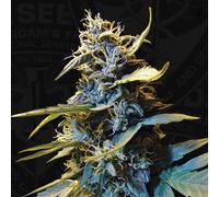 T.H.Seeds™ Graines De Cannabis Auto Northern Hog™, Pack Varié, Féminisées 6+1 Pièces